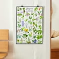 thumbnail image 3 of Minnesota Wildflowers Poster - Native Woodland Blooms - Educational Science Chart of Minnesota Flowers, 3 of 5