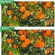 thumbnail image 2 of Inteprter Red antiinsectos para plantas y verduras, cubierta protectora ajustable para jardinería exitosa Jardín y Patio Blanco 1*1.5 m, 2 of 6