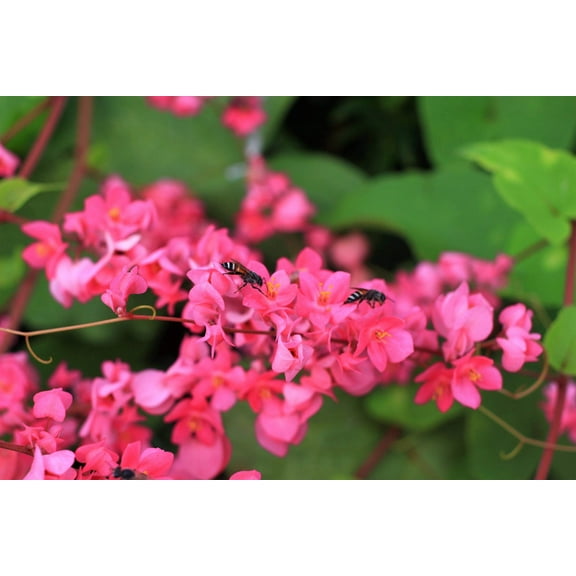 5 * SEEDS * CORAL VINE Mexican Creeper Bee Bush Chain of Love Mountain Rose Antigonon Leptopus Bright Pink Climber Ground Cover Flower Seeds