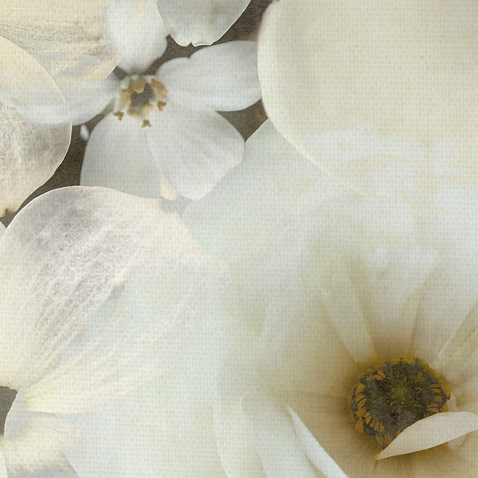 Dazed Delight by Collezione Botanica Floral Photograph Canvas Art