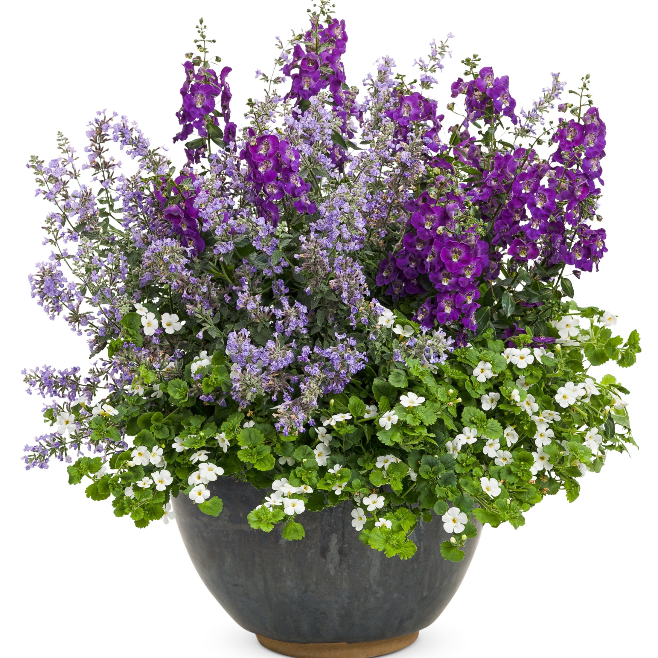 Proven Winners 4" White Snowstorm Giant Snowflake Bacopa Live Plant in 4.25" Pot (4 Count)