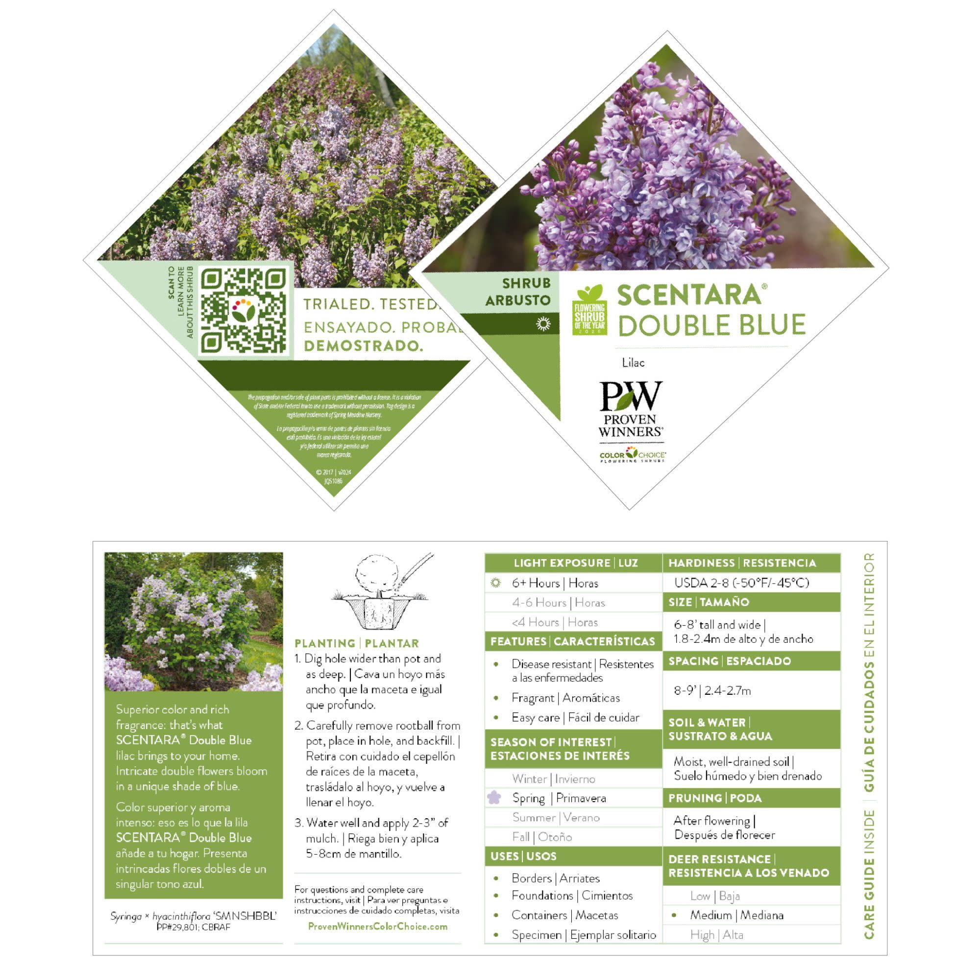 Proven Winners ColorChoice 5" Purple Scentara Double Blue Lilac Live Plant in 4.5" Pot (4 Count)