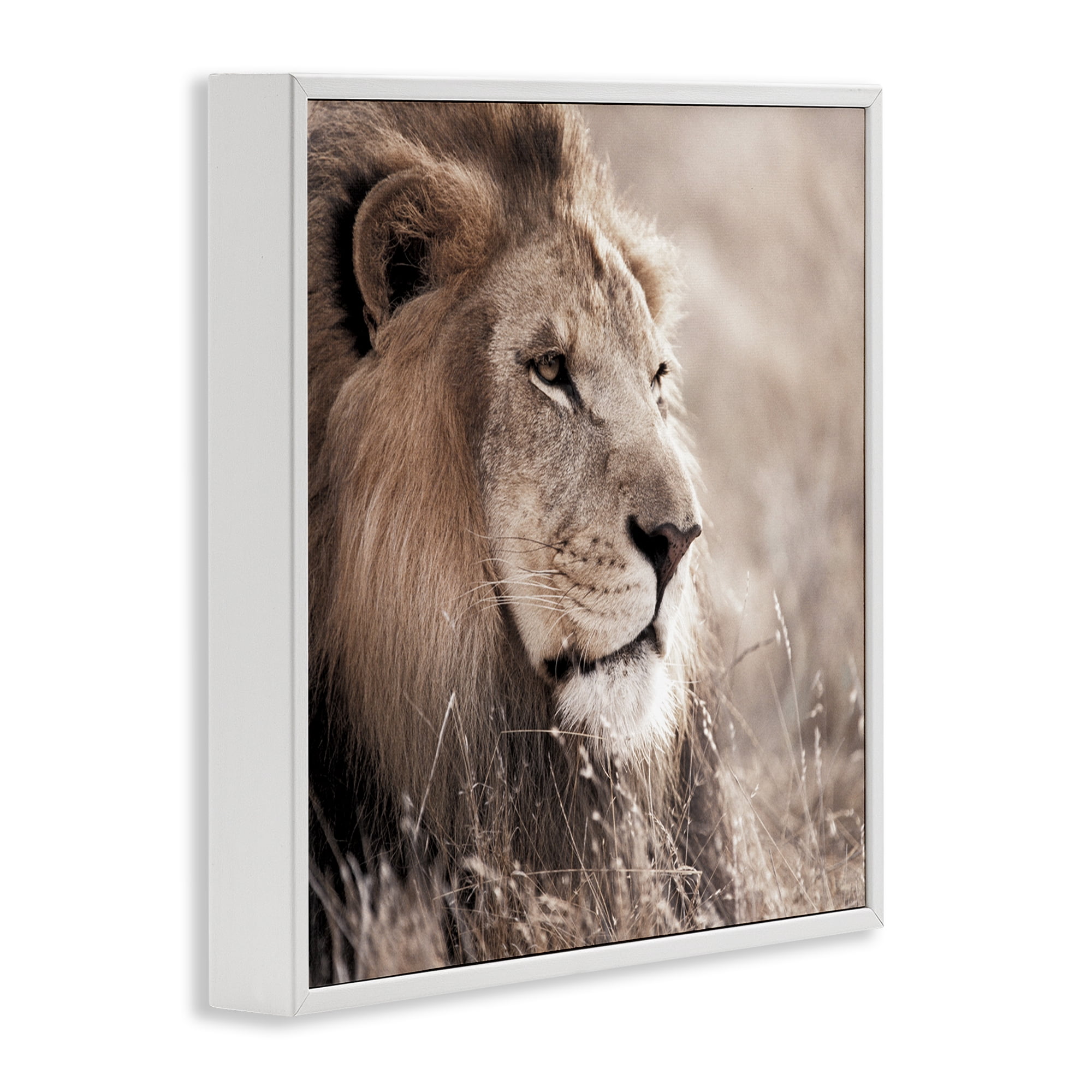 Stupell Industries Strong Gazing Lion Animals & Insects Photography White Framed Art Print Wall Art, 12 x 12