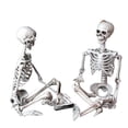 thumbnail image 3 of Halloween Human Skeleton Bone Model 15.7 Inches Movable Joints for Haunted Houses Graveyard Holiday Decoration, 3 of 7