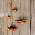 thumbnail image 5 of Set of 5 Mushroom Shelf Wall Decor Small Wall Shelf for Bedroom Resin Mushroom Decor Floating Shelve, 5 of 5