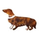 thumbnail image 2 of Pinza para el pelo de acetato con forma de salchicha de perro, 2 of 9