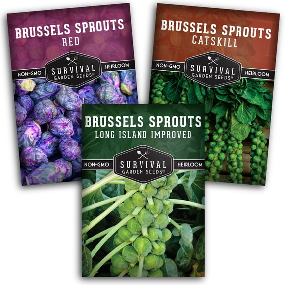 Brussels Sprouts Seeds 3 Pack Collection - Full Sun Biennial Vegetable