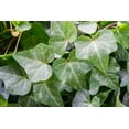 thumbnail image 2 of 6 in. English Ivy - Air Cleaning - Indoor or Outdoor Plant, 2 of 5