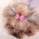 thumbnail image 5 of Paquete de 30 Lazos de Cinta de Grosgrain con Elásticos de Goma Accesorios de Aseo para Perros y Gatos de Pelo Largo, 5 of 5