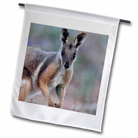 3dRose Yellow-Footed Rock-Wallaby wildlife  Australia - AU01 MZW0332 - Martin Zwick  Garden Flag  12 by 18-Inch