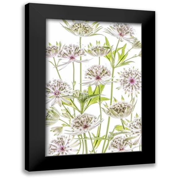 Disher, Mandy 13x18 Black Modern Framed Museum Art Print Titled - Astrantia