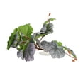 thumbnail image 1 of Reptile Artificial Plastic Plants, Easy To Use Durable Reptile Artificial Leaves Vivid  For Reptile Tank For Rainforest Tank, 1 of 8