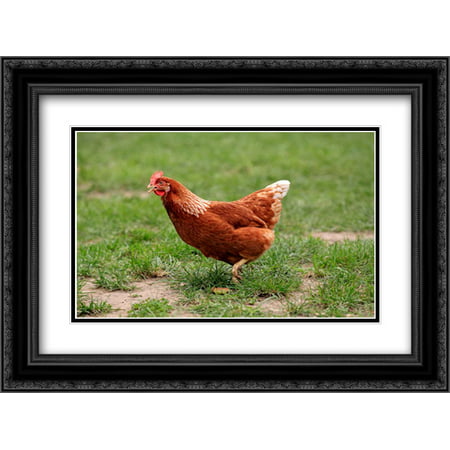 Domestic Chicken, free range hen, walking in grass, Hockenheim, Baden-Wurttemberg, Germany 2x Matted 24x18 Black Ornate Framed Art Print by Sohns, Jurgen and
