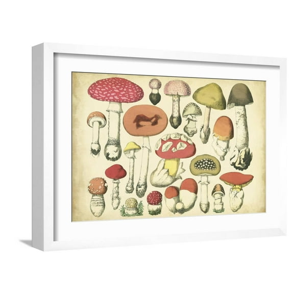 Art.com Vintage Mushroom Chart Art Print by Vision Studio, White Frame Wall Art, 23" x 17"