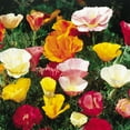 thumbnail image 3 of Burpee Sunset Mixed California Poppy Flower Seed, 3 of 5