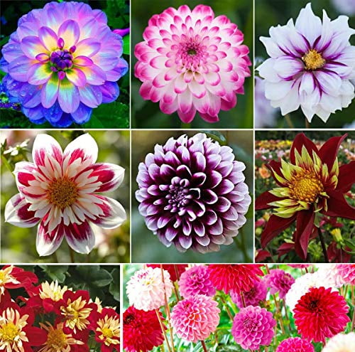 pompon dahlia seeds pompon dahlia seeds