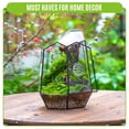 thumbnail image 4 of NCYP Close Geometric Glass Enclosure Terrarium with Vent Holes for Insects, Home Gardening, 4 of 11