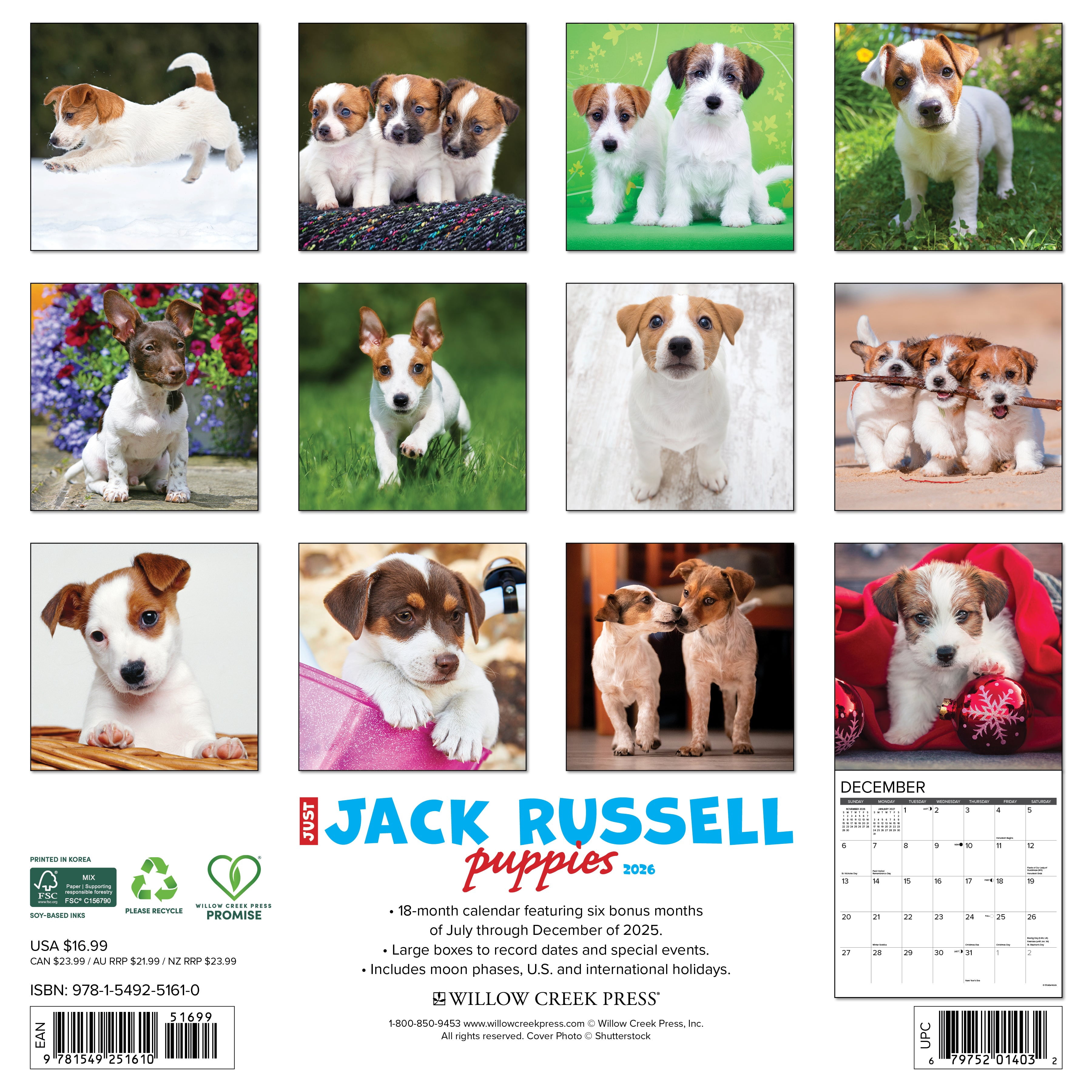 Jack Russell Puppies 2026 12 X 12 Wall Calendar, (Hardcover)