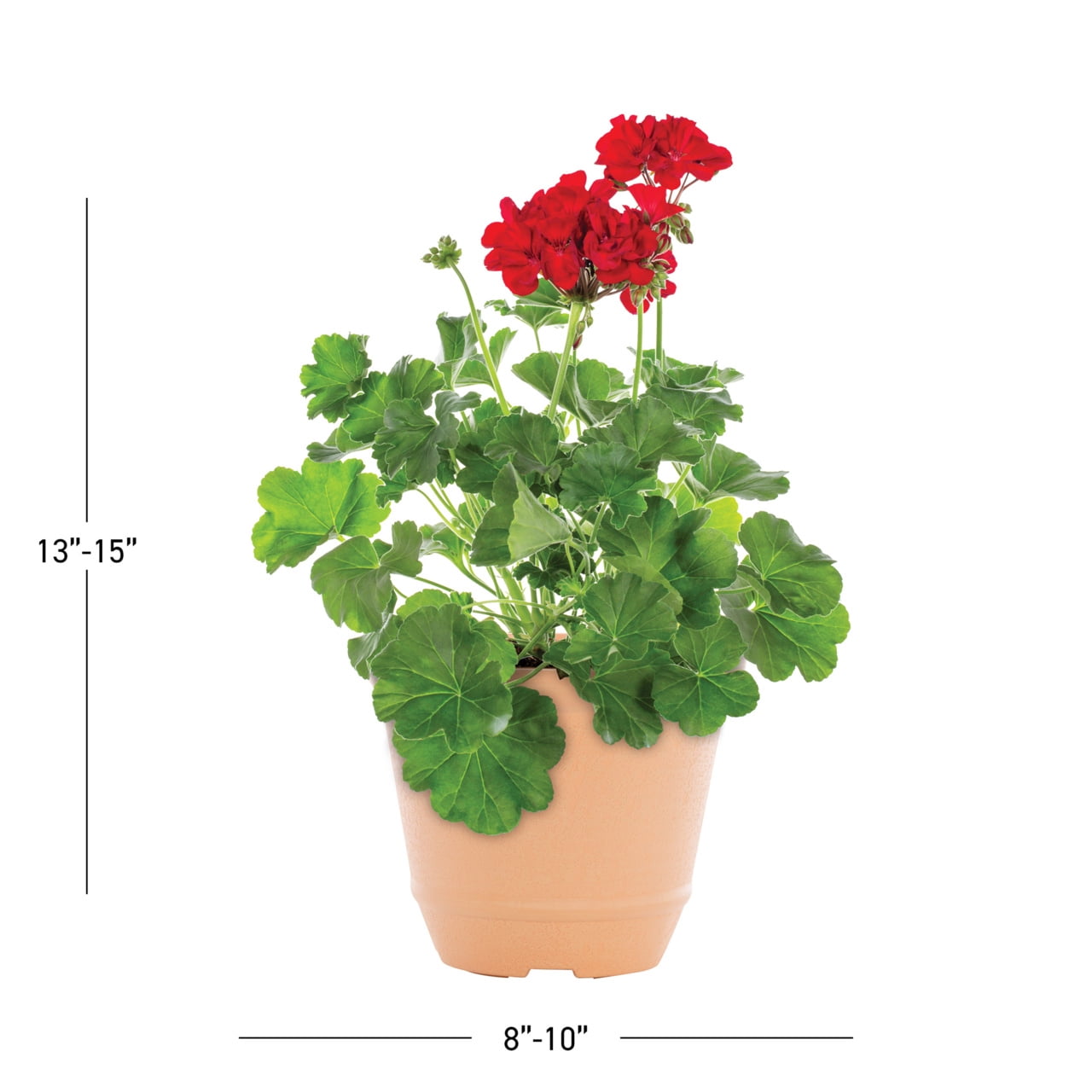 Better Homes & Gardens 3QT Red Geranium Live Annual Plant Decorative Pot Sun 2-Pack