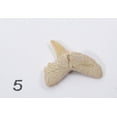 thumbnail image 5 of American Educational 3005B Sac de Démarrage Fossile, 5 of 5