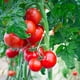thumbnail image 1 of juego de 100 ganchos en forma de J para tomates y verduras – 9,5 cm, 1 of 5