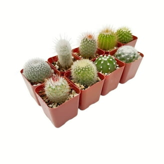 Gymnocalycium Crested Thornless Cactus Unique Rare Special Bright Cacti -  Walmart.com