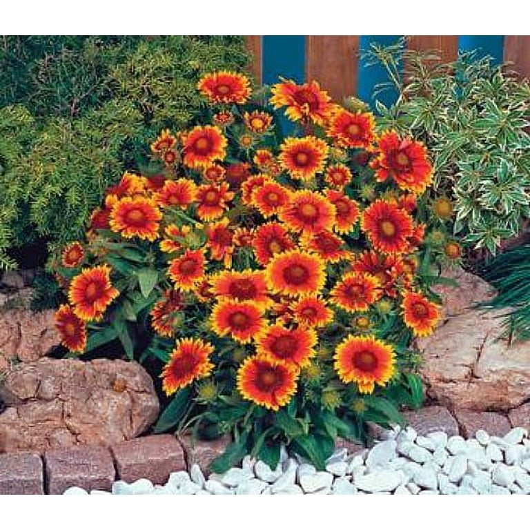 Butterfly Attracting Live Arizona Sun Blanket Flower Hardy Perennial Gaillardia for Garden Outdoors Quart Pot Walmart