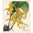 thumbnail image 2 of Fitch, Walter, Joseph 20x23 White Modern Wood Framed Museum Art Print Titled - Orchid, 2 of 4