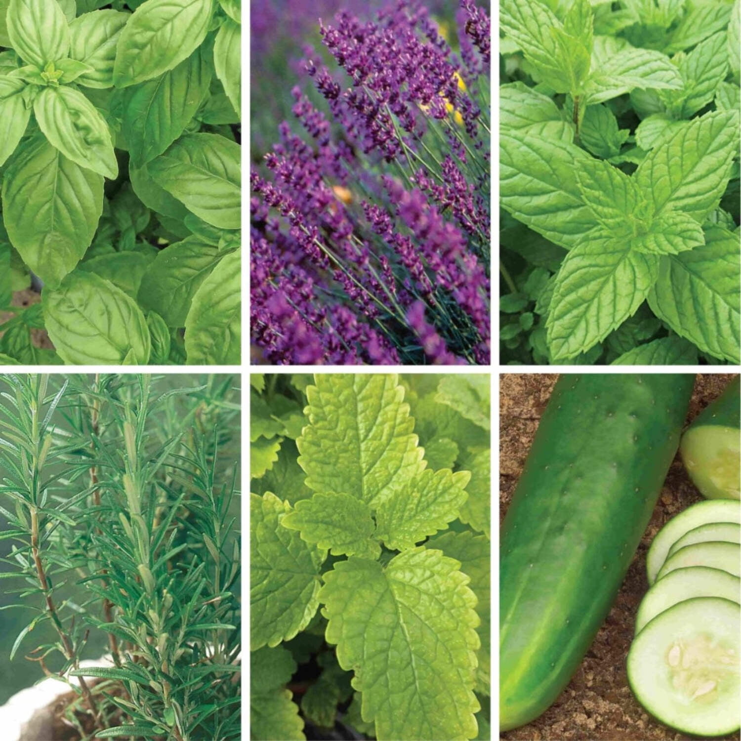 Ferry-Morse Mixology Seed Variety Pack - 6 Pack
