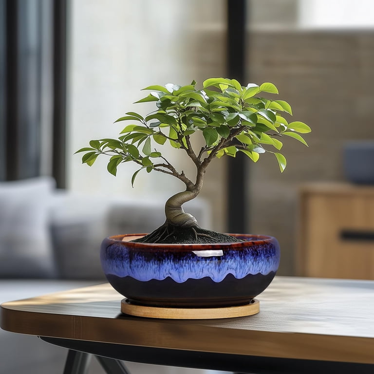 7 Inch Round Ceramic Succulent Planter with Bamboo Tray photo 2