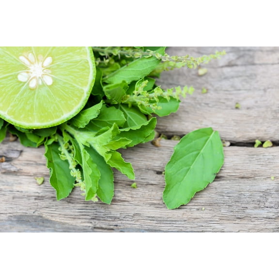 150 LIME BASIL Ocimum Basilicum HERB Flower Seeds