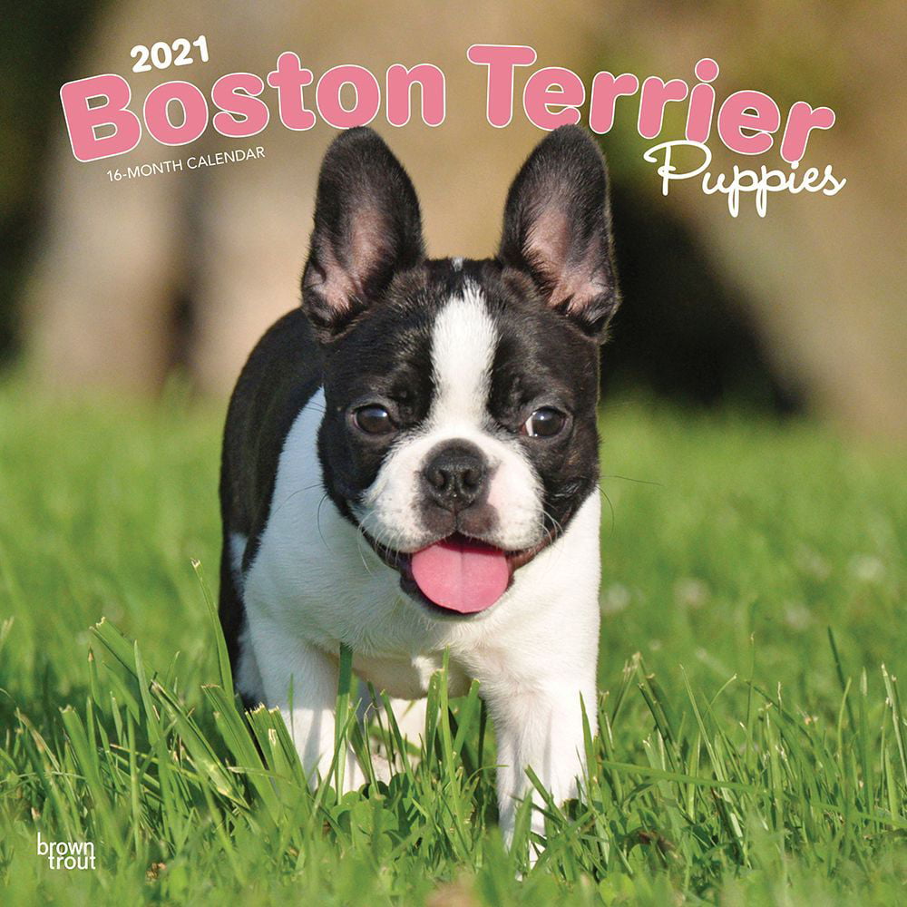 how big do boston terrier puppies get