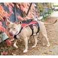 thumbnail image 2 of Peak Pooch No Pull Dog Harness for Small Dogs Red, 20-27" Chest S, 2 of 9
