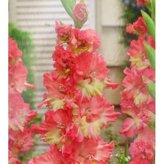 Mango Muse Gladiolus 10 Bulbs - 10/  cm - Peachy-pink