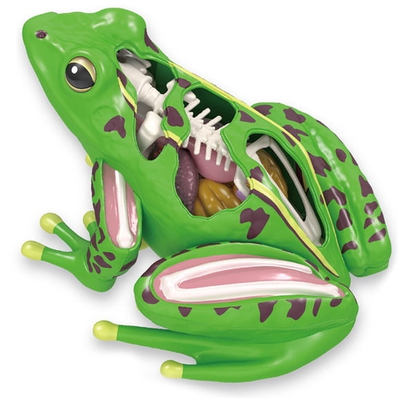 4D Frog Anatomy Model Biology Frog Dissection Montessori Toys Detachable Frog Organs Biology Education Teaching Aid