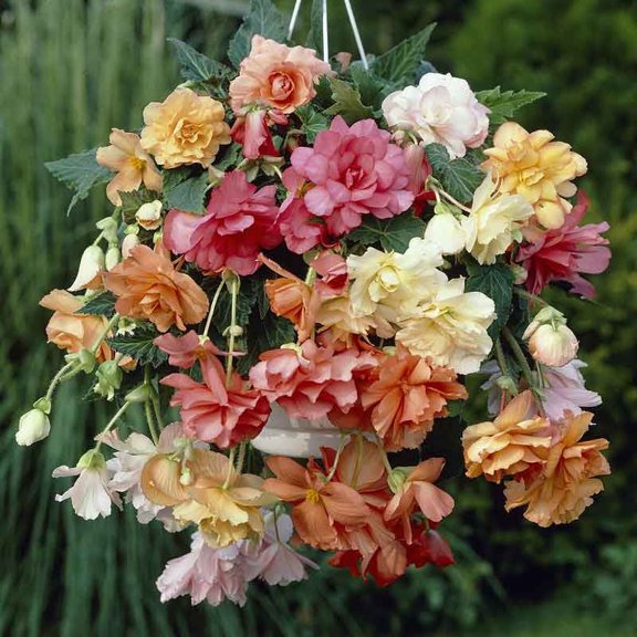Eden Brothers Begonia Tubers - Hanging Basket Pastel Mix