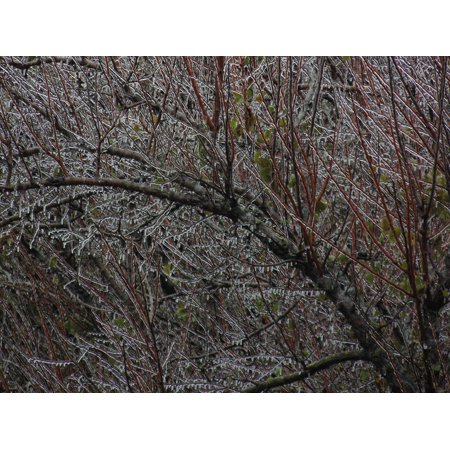Peel-n-Stick Poster of Frozen Branches Autumn Tree In The Morning Poster 24x16 Adhesive Sticker Poster Print