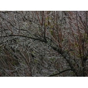 Peel-n-Stick Poster of Frozen Branches Autumn Tree In The Morning Poster 24x16 Adhesive Sticker Poster Print