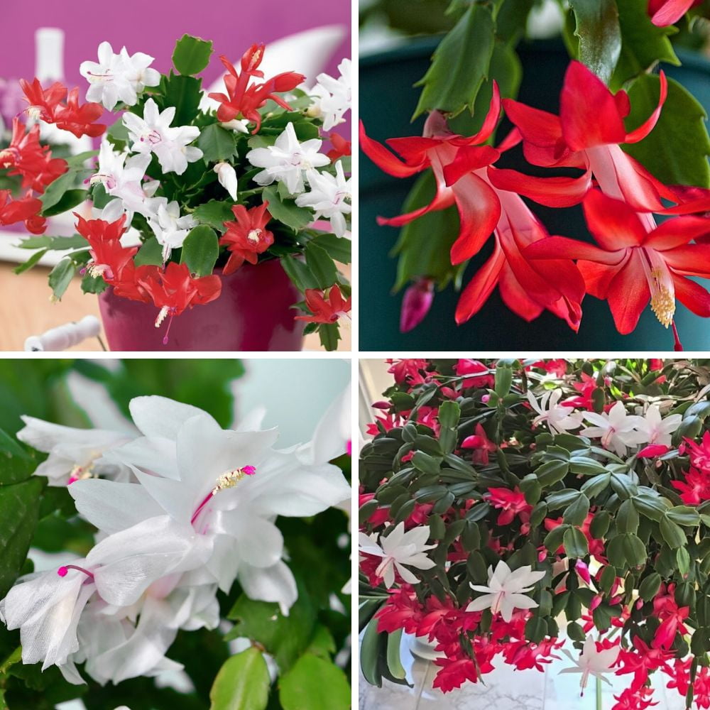 Mixed Thanksgiving Cactus Plants Live, 6 Inch Tall Holiday Succulents, Colorful Winter Bloomers for Indoor or Outdoor Pots