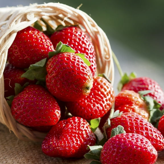 Van Zyverden Everbearing Strawberries Fort Laramie Set of 20 Plant Roots White Full Sun