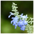 thumbnail image 3 of Everwilde Farms - 1 lb Azure Blue Sage Native Wildflower Seeds - Gold Vault Bulk Seed Packet, 3 of 3