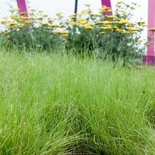 Short Native Grass Seed Mixture For Drought Tolerance & Xeriscaping - 5 LBS