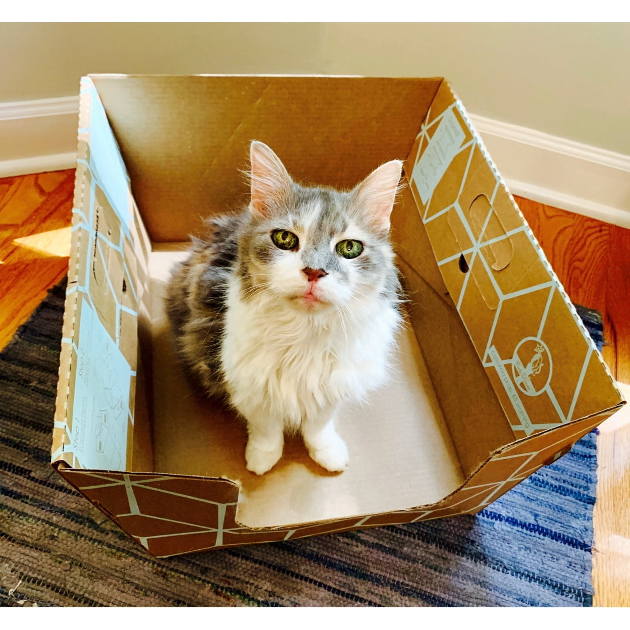 CatsDesire Biodegradable Litter Boxes 10 Pack Extra Large Patented Design