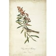thumbnail image 2 of Audubon, John James 11x14 Gold Ornate Wood Framed with Double Matting Museum Art Print Titled - Delicate Bird and Botanical II, 2 of 4
