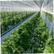 thumbnail image 4 of Gancho de rodillo para plantas, 6 piezas Gancho de tomate de jardín resistente para tomate, vegetales, invernadero, kit tipo flor de vid Gancho de rodillo para plantas, 4 of 5