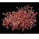 thumbnail image 5 of Cebo Duro Suave en Cangrejo 50x Sunnimix Pesca Pescador Diversión rojo Señuelos de pesca de cangrejos, 5 of 8