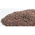 thumbnail image 5 of Organic Broccoli (Brocoli) Sprouting Seeds, Mumm's, Large Size - 200 Grams, Non-GMO - High Germination Rate - Resealable Bag, 5 of 5