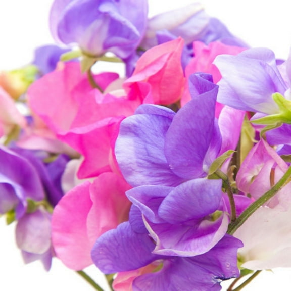 Earthcare Seeds - Sweet Pea Old Fashioned Fragrant Heirloom Mix 100 Seeds (Lathyrus Odoratus) Heirloom - Open Pollinated