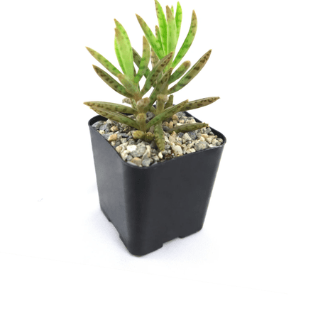 Kalanchoe Tubiflora 2-inch Pot, Drought Tolerant Mother of Millions Starter Plants, Easy to Propagate Succulents