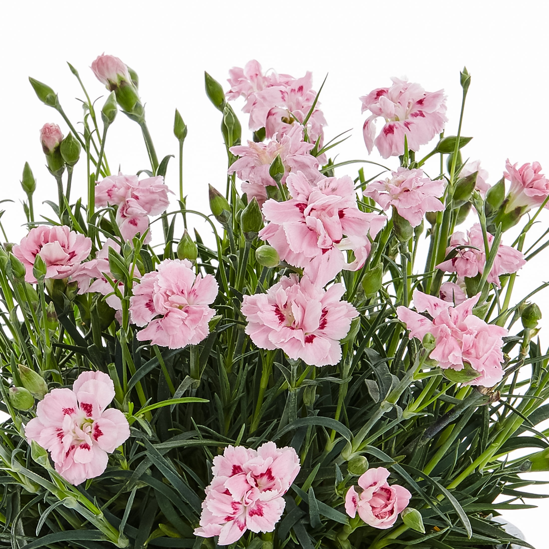 Expert Gardener 2.5QT Multicolor Dianthus Live Plant Grower Pot Sun